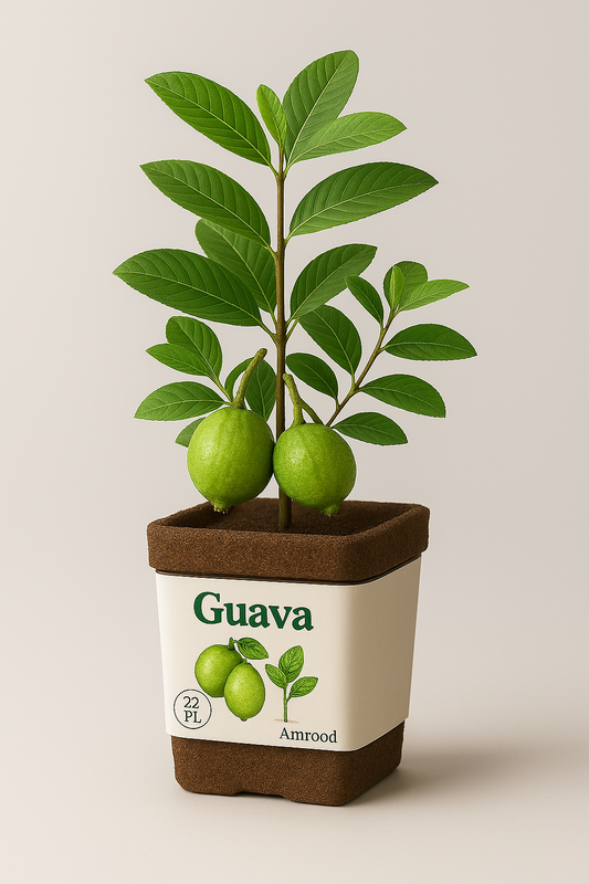 Guava Harvest Kit – Live Fruit Plant Gift Box | Modern Ceylon
