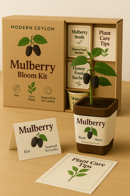 Mulberry Bloom Kit – Premium Live Plant by Modern Ceylon