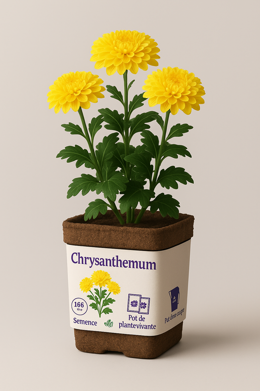 Chrysanthemum Bloom Kit