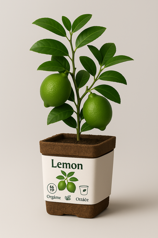 Lemon Bloom Kit – Grow Your Own Lemon Plant at Home | Modern Ceylon