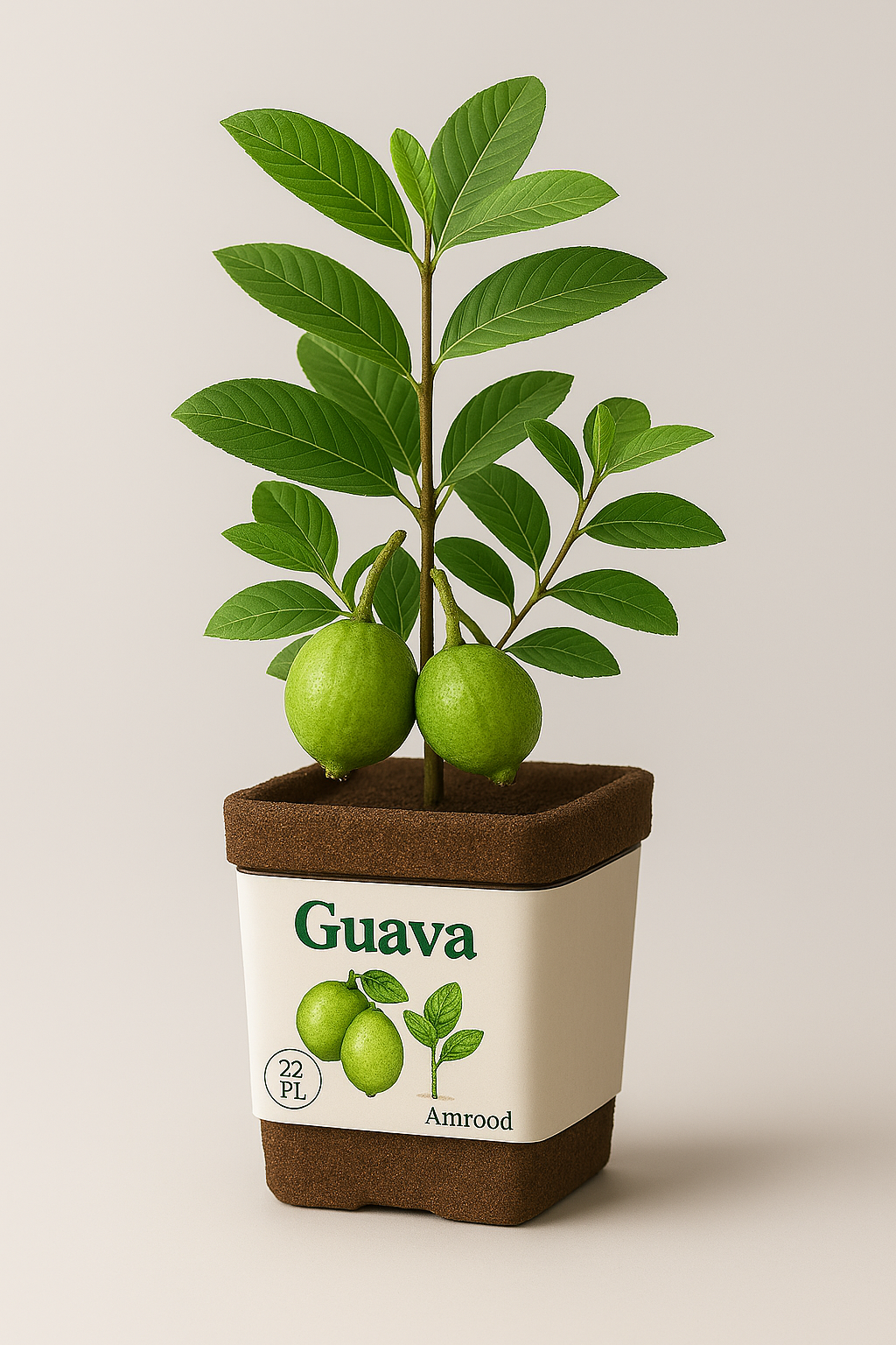 Guava Harvest Kit – Live Fruit Plant Gift Box | Modern Ceylon